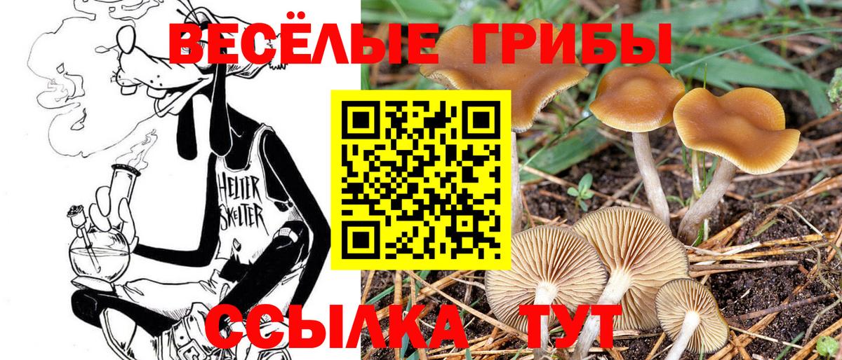 Новороссийск  Галлюциногенные грибы MAGIC MUSHROOMS  дарнет шоп  Вход с VPN 
